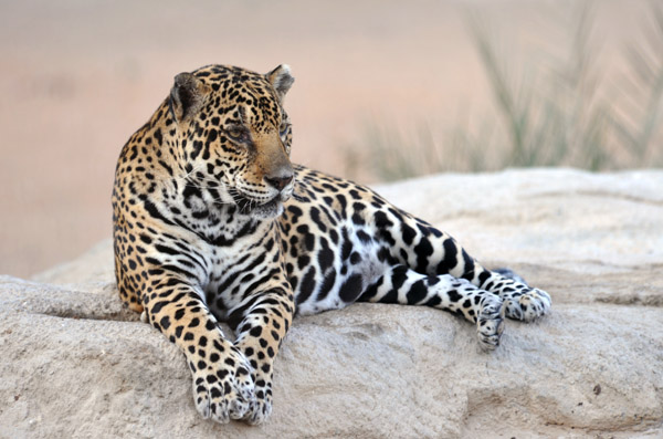 Jaguar - Al Ain Wildlife Park