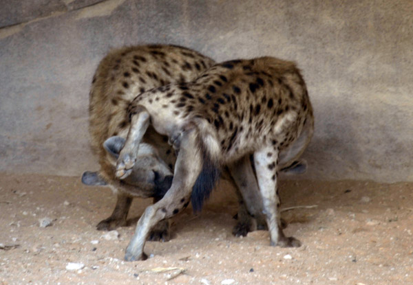 Spotted Hyena 69 - Al Ain Wildlife Park