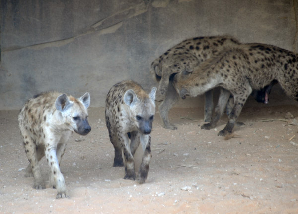 Spotted Hyena - Al Ain Wildlife Park