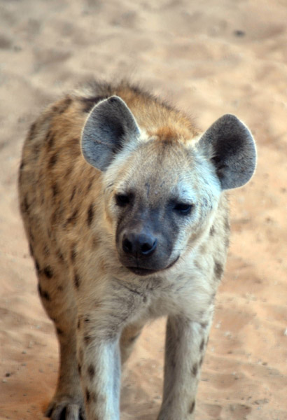 Spotted Hyena - Al Ain Wildlife Park