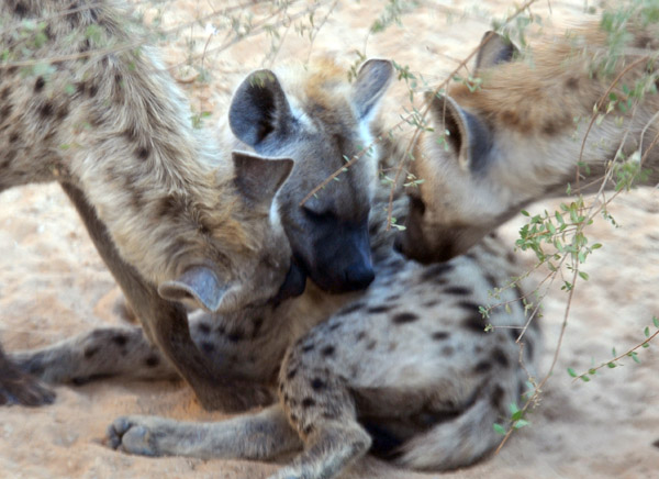 Spotted Hyenas - Al Ain Wildlife Park