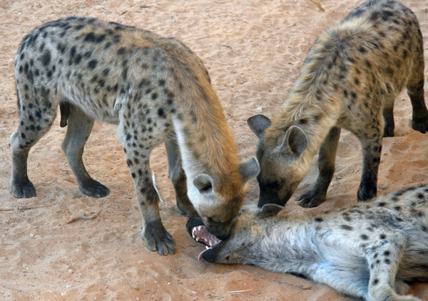 Spotted Hyenas - Al Ain Wildlife Park