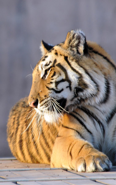 Bengal Tiger - Al Ain Wildlife Park