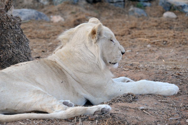 White Lion - Al Ain Wildlife Park