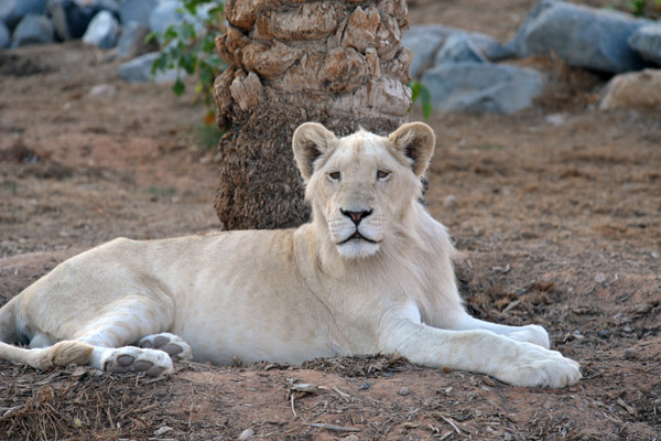 White Lion - Al Ain Wildlife Park