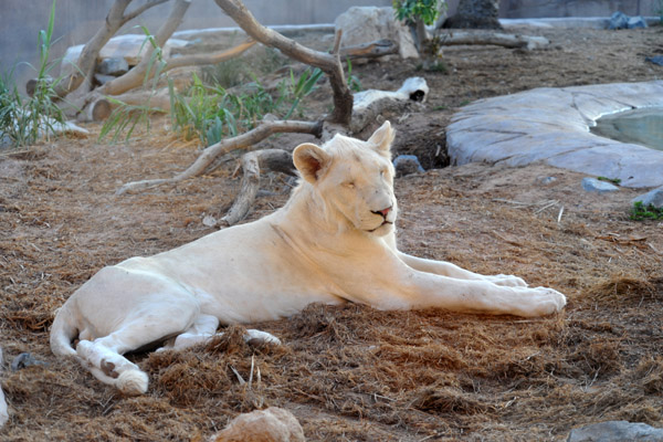 Dennis and a White Lion - Al Ain Wildlife Park