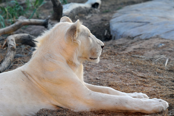 Dennis and a White Lion - Al Ain Wildlife Park