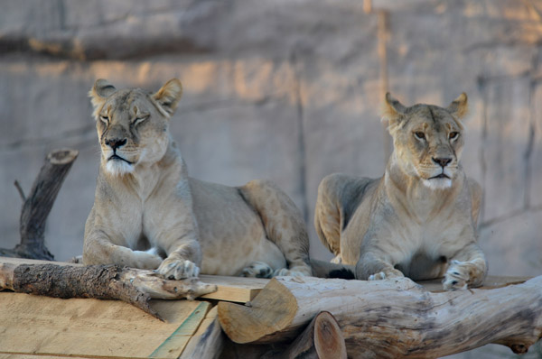 A pair of Lionesses - Al Ain Wildlife Park