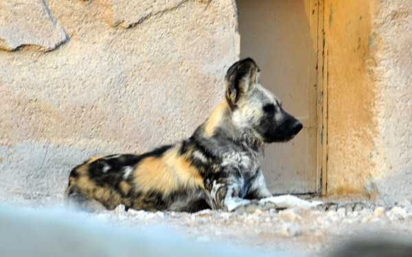 Wild Dog - Al Ain Wildlife Park
