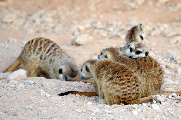 Meerkats - Al Ain Wildlife Park