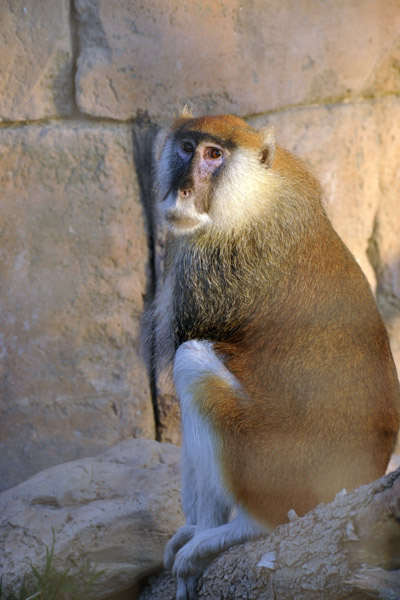 Patas Monkey (Red Guenon) - Al Ain Wildlife Park