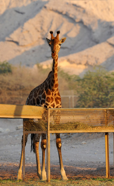 Giraffe - Al Ain Wildlife Park