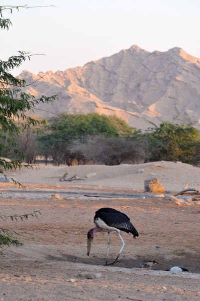 Marabou Stork - Al Ain Wildlife Park