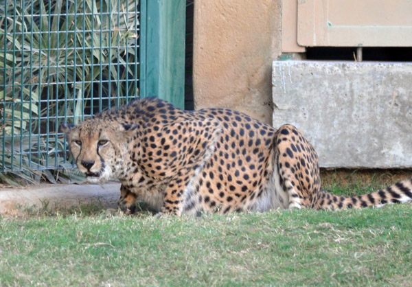 Cheetah - Al Ain Wildlife Park