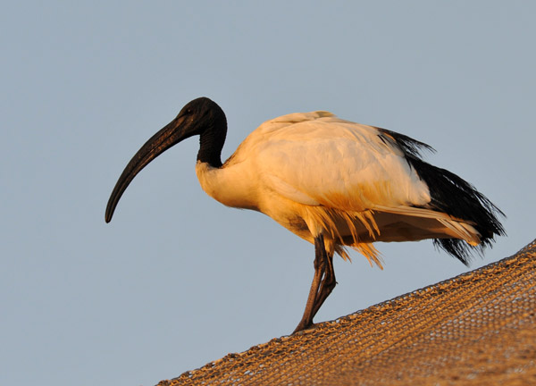 Sacred Ibis - Al Ain Wildlife Park