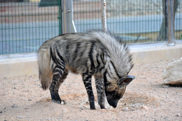 Striped Hyena  - Al Ain Wildlife Park