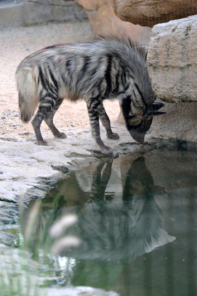 Striped Hyena  - Al Ain Wildlife Park