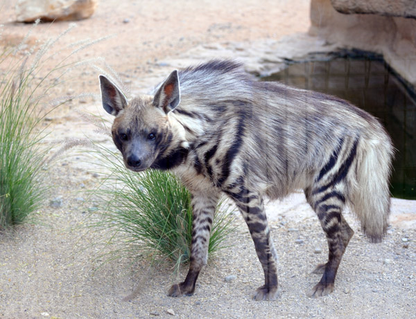 Striped Hyena  - Al Ain Wildlife Park