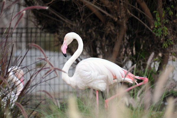 Flamingo - Al Ain Wildlife Park