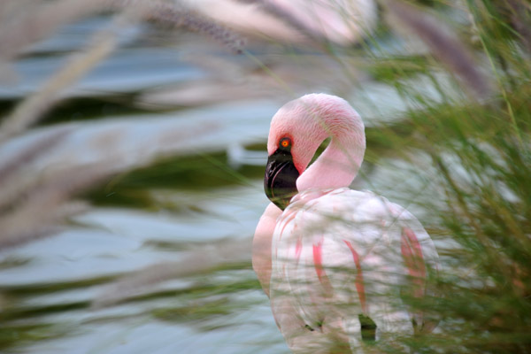 Flamingo - Al Ain Wildlife Park