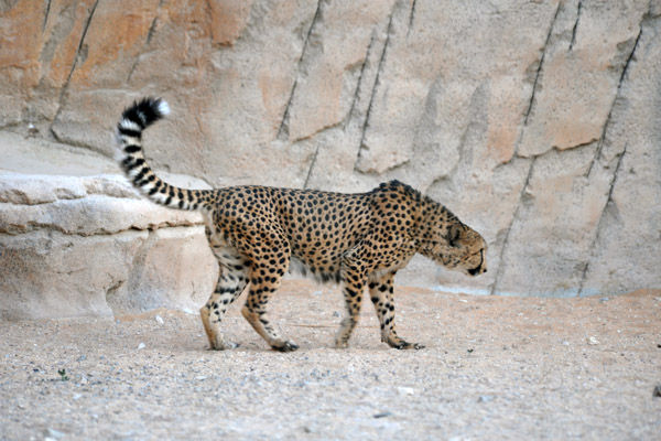 Cheetah - Al Ain Wildlife Park
