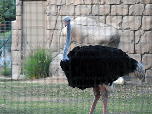 Ostrich - Al Ain Wildlife Park