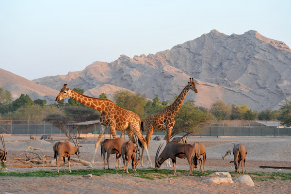 Africa Mixed Exhibit - Al Ain Wildlife Park