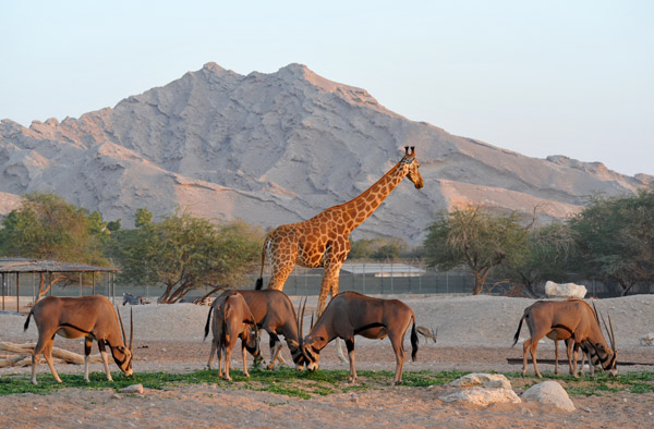 Africa Mixed Exhibit - Giraffe and Gemsbok