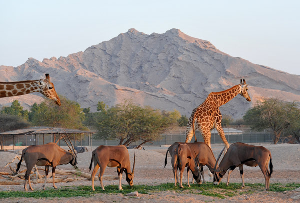 Africa Mixed Exhibit - Al Ain Wildlife Park