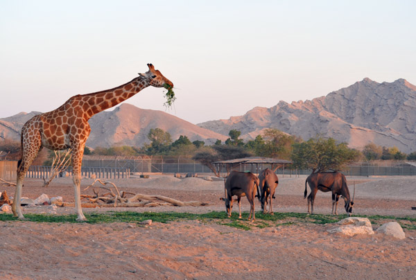 Africa Mixed Exhibit - Al Ain Wildlife Park