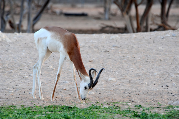 Dama Gazelle - Al Ain Wildlife Park