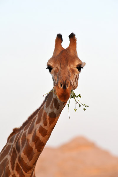Giraffe munching on grass