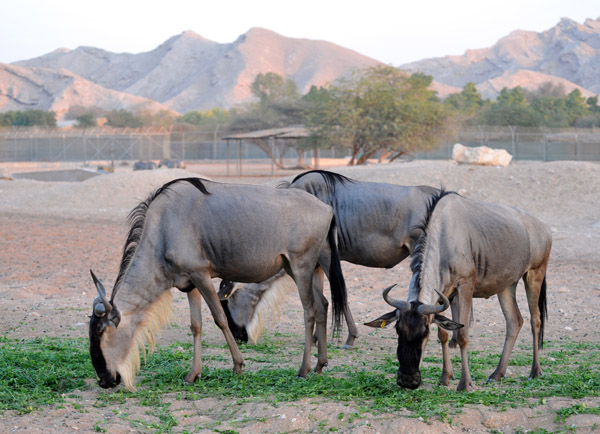 Blue Wildebeest - Al Ain Wildlife Park