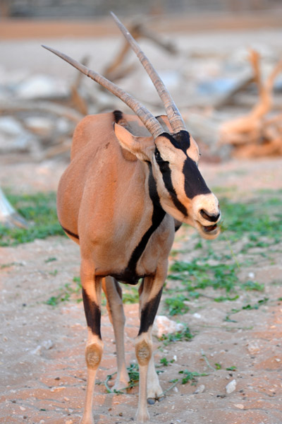 Gemsbok - Al Ain Wildlife Resort