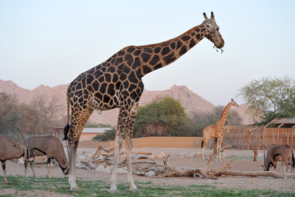 Giraffe - Al Ain Wildlife Resort