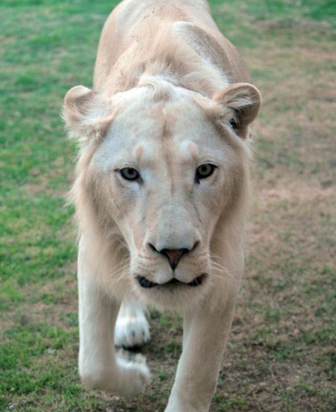 White Lion coming to check us out