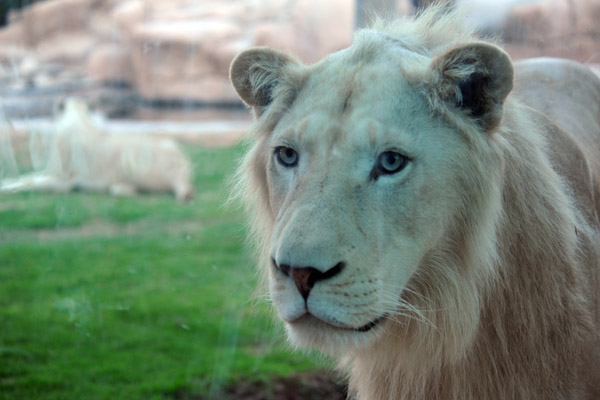 White Lion standing at the window