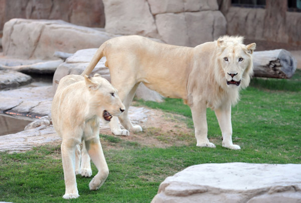 White Lions - Al Ain Wildlife Resort