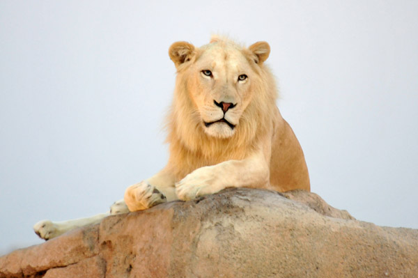 White Lion - Al Ain Wildlife Resort