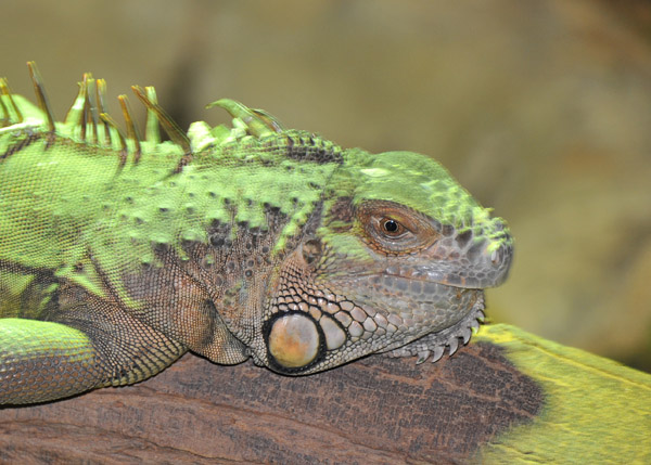 Green Iguana - Al Ain Wildlife Park