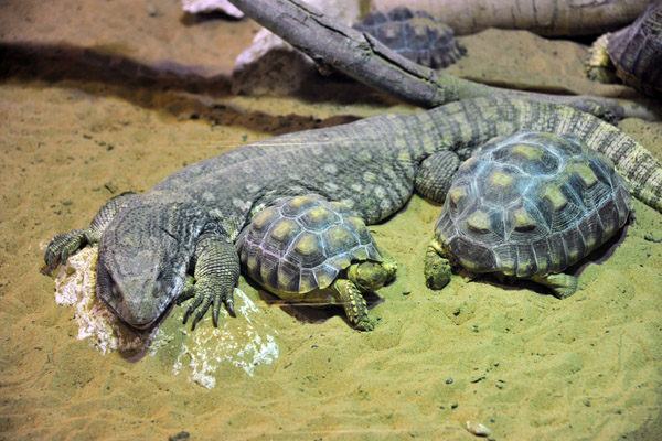 Reptile House - Al Ain Wildlife Park