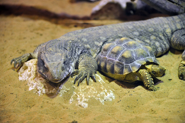 Arabian Sand Monitor and African Spur Thighed Tortoise