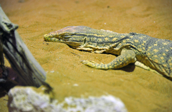 Arabian Sand Monitor - Al Ain Wildlife Park