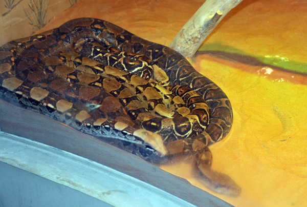 Burmese Python - Al Ain Wildlife Park