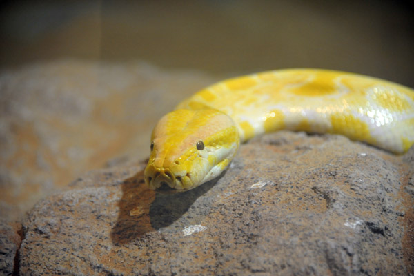 Albino Burmese Python - Al Ain Wildlife Park