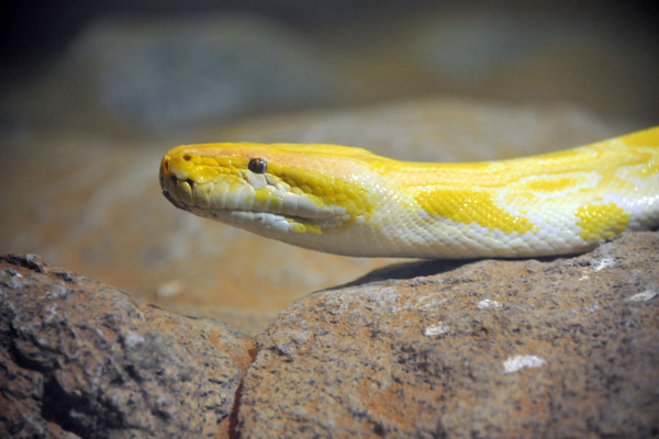 Albino Burmese Python - Al Ain Wildlife Park