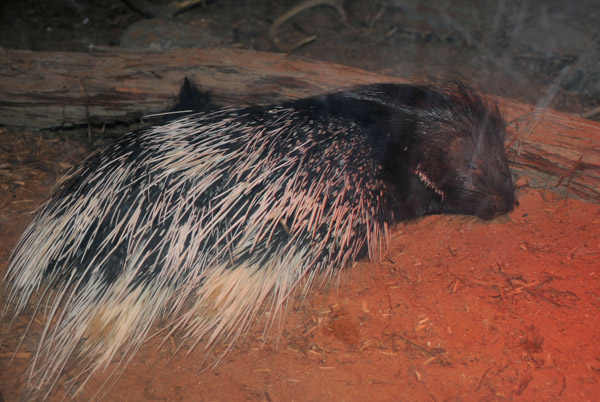 Crested Porcupine - Al Ain Wildlife Park