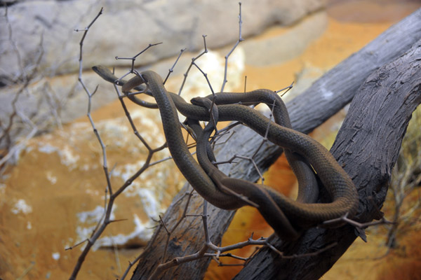 Afro-Asian Sand Snake - Al Ain Wildlife Park
