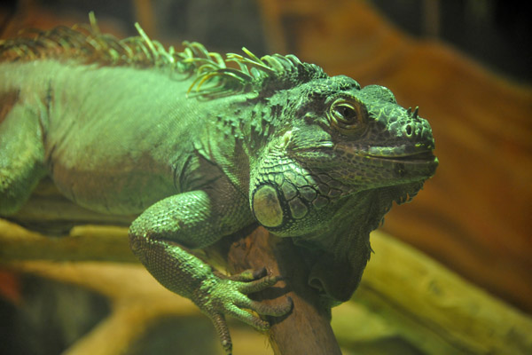 Green Iguana - Al Ain Wildlife Park