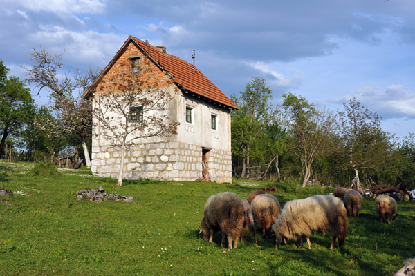 Sheep grazing in front of a farmhouse